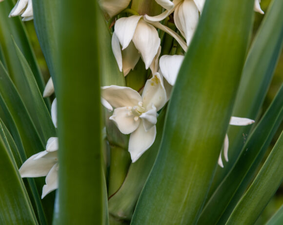Yucca: una pianta indistruttibile (se conosci questi segreti)