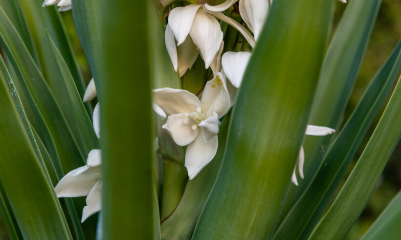 Yucca: una pianta indistruttibile (se conosci questi segreti)