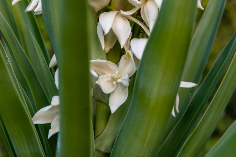 Yucca: una pianta indistruttibile (se conosci questi segreti)