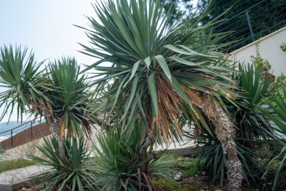 yucca