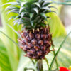 Ananas in casa: dal ciuffo al frutto — Sì, funziona!