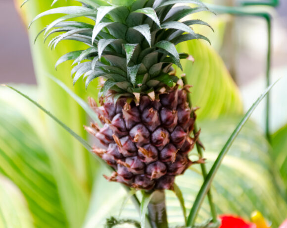 Ananas in casa: dal ciuffo al frutto — Sì, funziona!