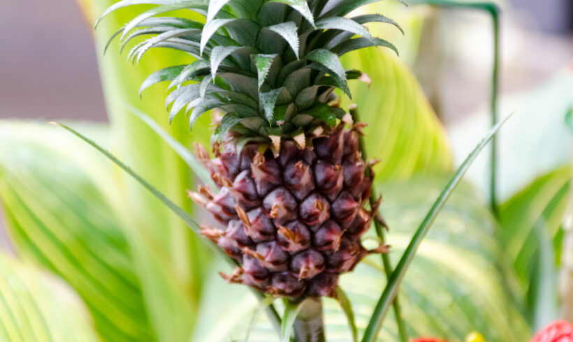 Ananas in casa: dal ciuffo al frutto — Sì, funziona!