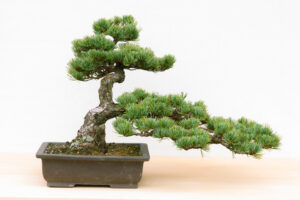 bonsai di pino