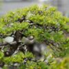 Bonsai di pino: guida completa alla coltivazione