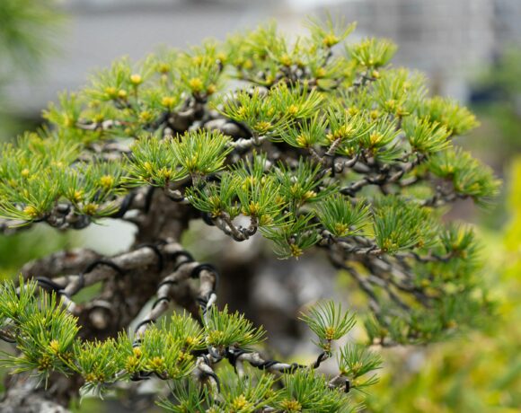 Bonsai di pino: guida completa alla coltivazione