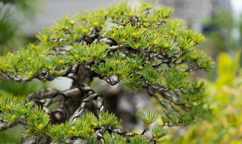 Bonsai di pino: guida completa alla coltivazione