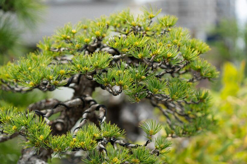 Bonsai di pino: guida completa alla coltivazione